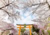 Japanese Cherry Blossom: Symbolism, Beauty, and How to Cultivate These Delicate Flowers at Home.
