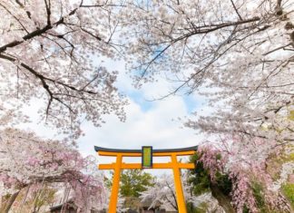 Japanese Cherry Blossom: Symbolism, Beauty, and How to Cultivate These Delicate Flowers at Home.