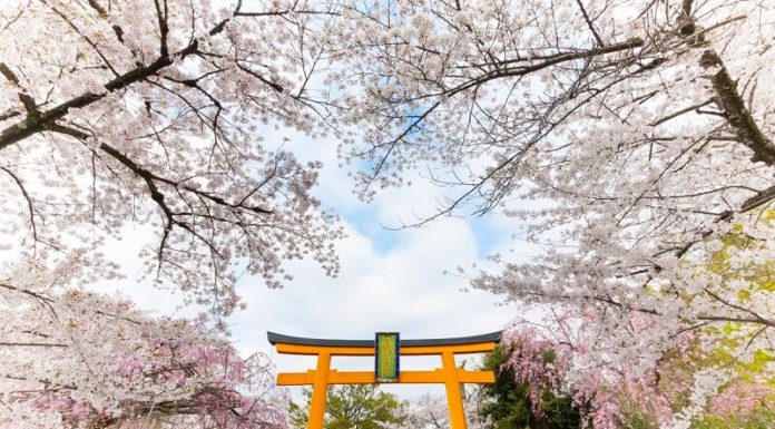 Japanese Cherry Blossom: Symbolism, Beauty, and How to Cultivate These Delicate Flowers at Home.