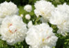Peony Flowers: Their Significance, Origins, and How to Grow Them at Home
