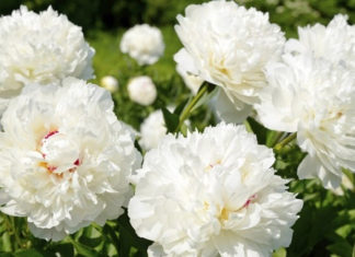 Peony Flowers: Their Significance, Origins, and How to Grow Them at Home