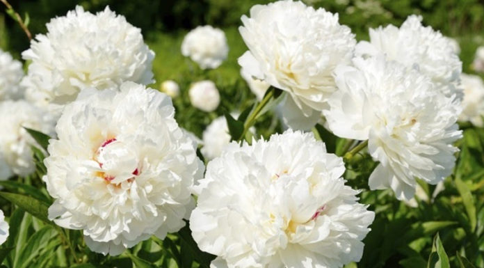 Peony Flowers: Their Significance, Origins, and How to Grow Them at Home