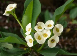 The Magical Flora: Unveiling the Secrets of Prosperity and Protection Through Care and Feng Shui