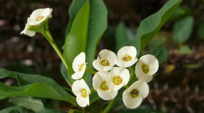 The Magical Flora: Unveiling the Secrets of Prosperity and Protection Through Care and Feng Shui