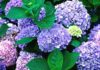 Hydrangeas: Unveiling the Beauty, Diversity, and Significance of These Captivating Blooms