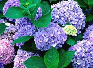 Hydrangeas: Unveiling the Beauty, Diversity, and Significance of These Captivating Blooms