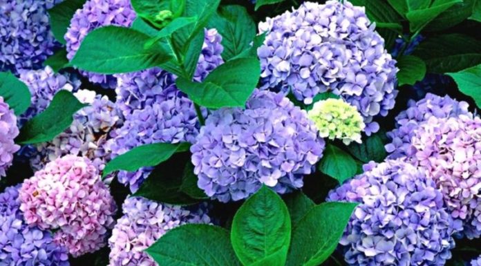 Hydrangeas: Unveiling the Beauty, Diversity, and Significance of These Captivating Blooms