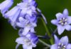 Bluebells: Their Significance, a Guide to Their Beauty, and How to Grow and Care for Them at Home.
