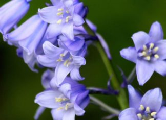 Bluebells: Their Significance, a Guide to Their Beauty, and How to Grow and Care for Them at Home.