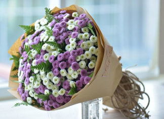 What is a Calimero Chrysanthemum? Understanding the Meaning and Significance of Calimero Chrysanthemums.