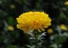 Why Are Chrysanthemums Offered to Ancestors but Rarely Grown at Home?