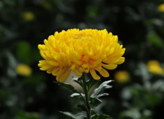 Why Are Chrysanthemums Offered to Ancestors but Rarely Grown at Home?