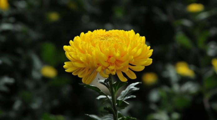 Why Are Chrysanthemums Offered to Ancestors but Rarely Grown at Home?