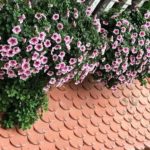 The Enchanted Allure of Night-Blooming Jasmine: A Guide to Unlocking the Mystique of its Cultivation and Care for a Magnificent Spectacle