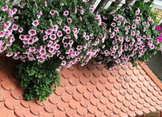 The Enchanted Allure of Night-Blooming Jasmine: A Guide to Unlocking the Mystique of its Cultivation and Care for a Magnificent Spectacle