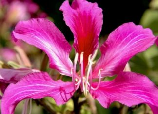 What is the Sunflower? The Unique Significance of the Sunflower