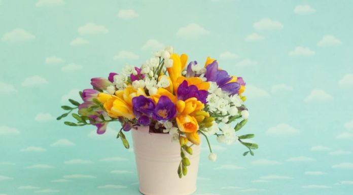 What are Freesia Flowers? Understanding Their Meaning, and Learning How to Plant and Care for Them.