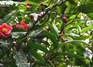 What Do Camellias Mean and Why Are They Popular House Plants During Tet Holiday?