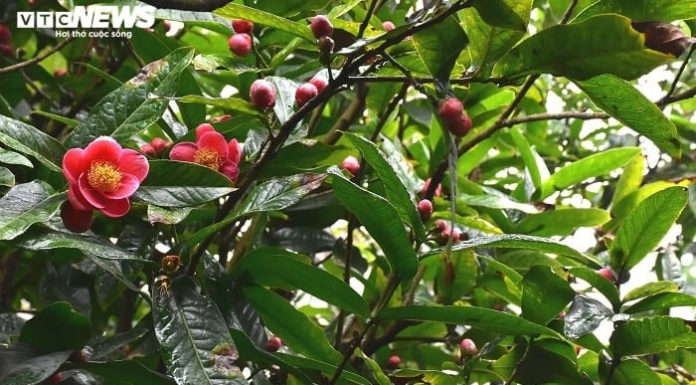 What Do Camellias Mean and Why Are They Popular House Plants During Tet Holiday?