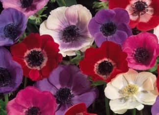 What is a Sunflower? The Unassuming Significance of Sunflowers.