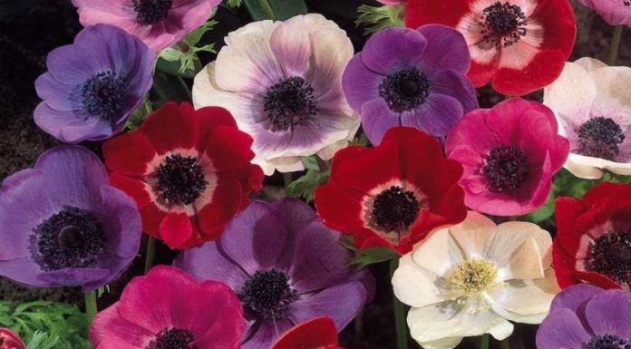 What is a Sunflower? The Unassuming Significance of Sunflowers.