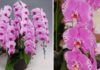 The Forest Phaleanopsis: Significance, Pictures, and a Guide to Growing and Caring for Them at Home.