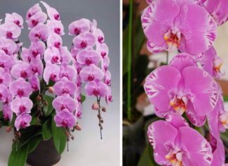 The Forest Phaleanopsis: Significance, Pictures, and a Guide to Growing and Caring for Them at Home.