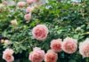 Darby Roses: Unveiling Their Origins, Significance, and the Art of Nurturing Their Blooming Beauty