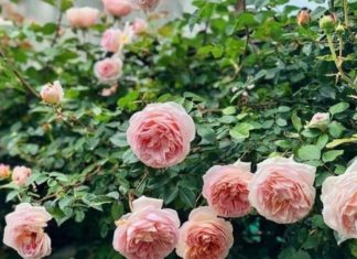 Darby Roses: Unveiling Their Origins, Significance, and the Art of Nurturing Their Blooming Beauty