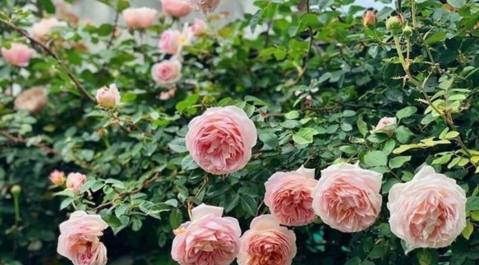 Darby Roses: Unveiling Their Origins, Significance, and the Art of Nurturing Their Blooming Beauty