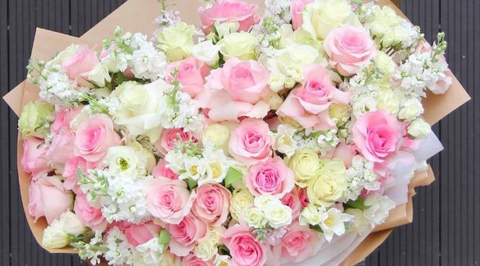 Ecuadorian Roses: Their Significance, Captivating Visuals, and a Guide to Growing and Nurturing Them at Home