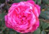 What are Roses? Understanding the Significance of Roses in Our Lives