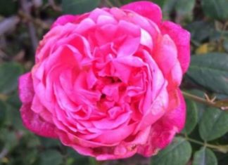 What are Roses? Understanding the Significance of Roses in Our Lives