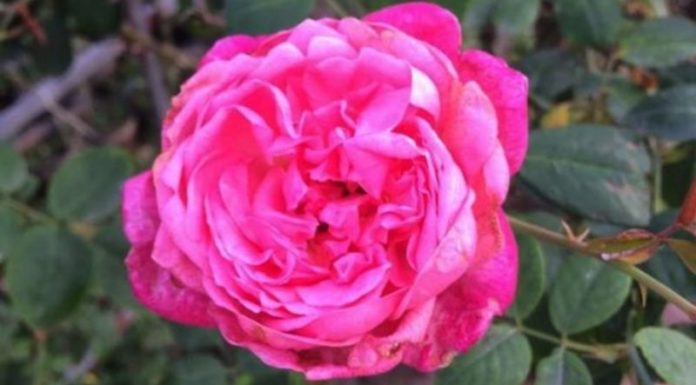 What are Roses? Understanding the Significance of Roses in Our Lives