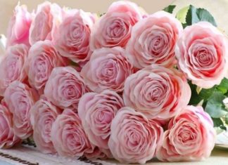 The Blush Pink Rose: Unveiling its Intriguing Significance, and a Comprehensive Guide to its Cultivation and Care