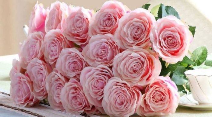 The Blush Pink Rose: Unveiling its Intriguing Significance, and a Comprehensive Guide to its Cultivation and Care