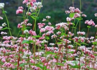 What is Buckwheat Flower? Understanding Its Meaning and Learning How to Grow It Beautifully