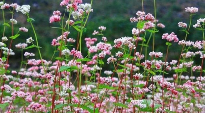 What is Buckwheat Flower? Understanding Its Meaning and Learning How to Grow It Beautifully
