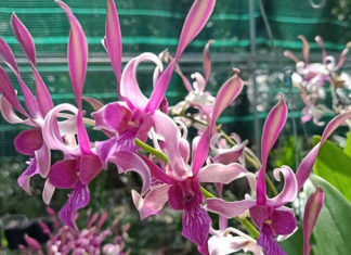 The Alluring Dendrobia Orchid: A Journey into its Mystique, Singular Beauty, and Elusive Nature