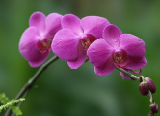 The Enchanting Purple Orchid: Unveiling its Significance, Beauty, and Cultivation Secrets