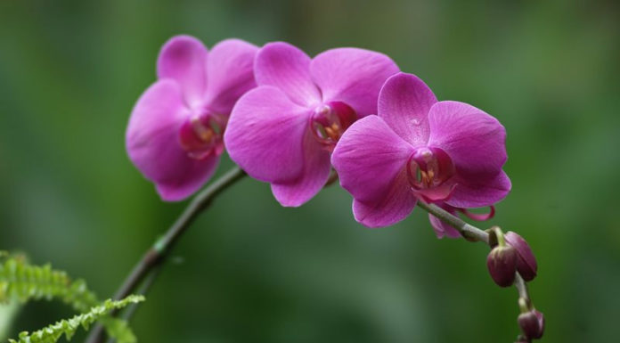 The Enchanting Purple Orchid: Unveiling its Significance, Beauty, and Cultivation Secrets