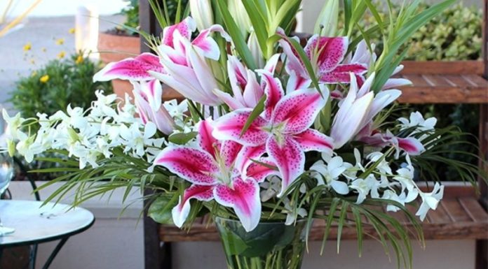 “The Ultimate Guide to Long-Lasting Daffodils: Keep Them Fresh for a Week and Beyond”