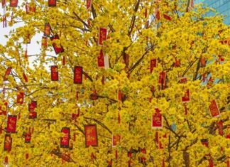 Golden Apricot Flowers: Unveiling the Secrets of their Significance, Cultivation, and Care