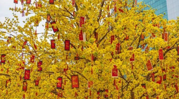 Golden Apricot Flowers: Unveiling the Secrets of their Significance, Cultivation, and Care