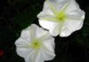 What is a Moonflower? Understanding the Significance and Origins of Moonflowers