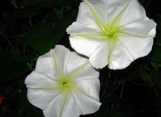 What is a Moonflower? Understanding the Significance and Origins of Moonflowers