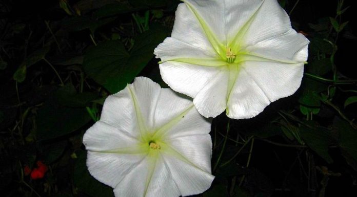 What is a Moonflower? Understanding the Significance and Origins of Moonflowers