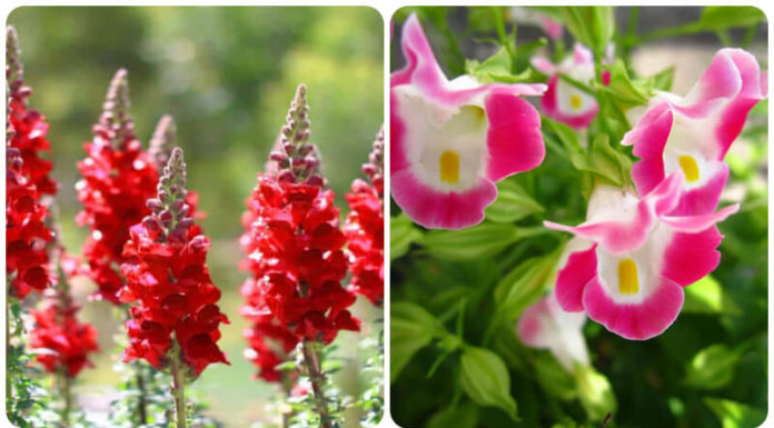 Wolfmouth Flower: Significance, Pictures, and a Guide to Planting and Care at Home.