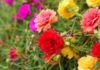 The Magic of Portulaca: Unveiling the Secrets of this Vibrant Flower