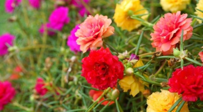 The Magic of Portulaca: Unveiling the Secrets of this Vibrant Flower